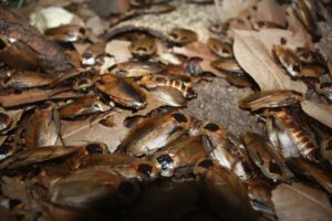 a giant nest of cockroaches on the ground