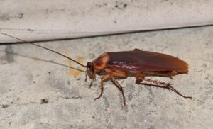 American Cockroach (Periplaneta americana) outside scavenging on a building exterior. These insects are common pests and are found in many buildings across America.