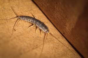 silverfish pest info page image3