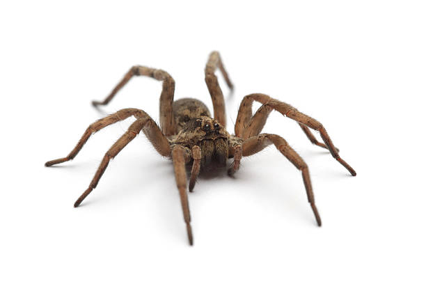 örümcek spider